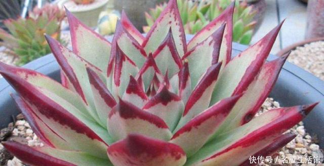 盆死|多肉养1盆死1盆?记住这4条规则就能一个劲地长,又肥又漂亮