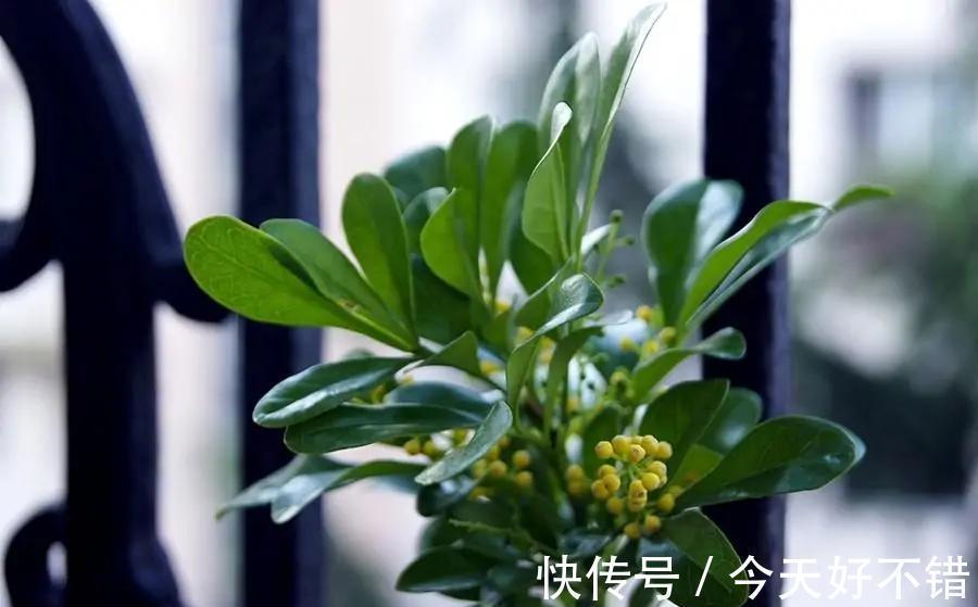 米兰花喜欢受虐,越晒越香,养护简单不费心,度夏很容易