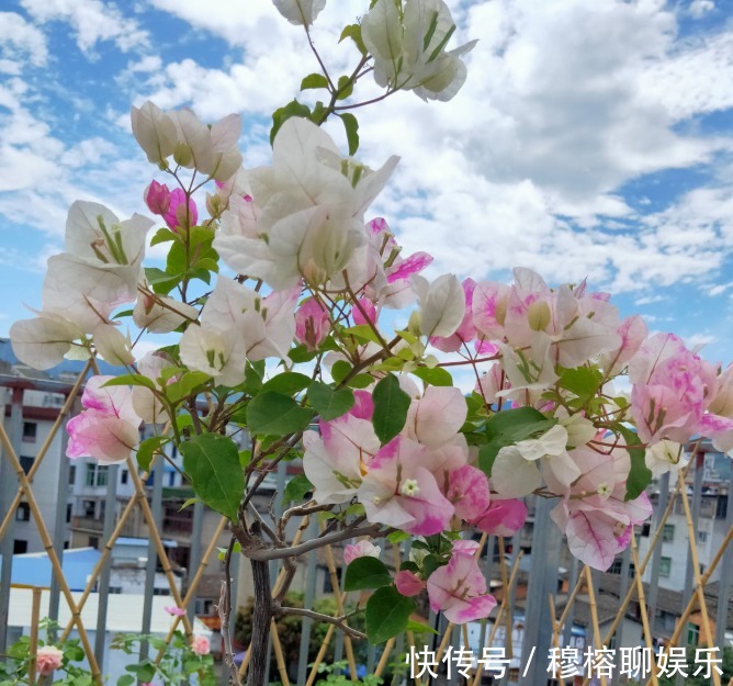 磷酸二氢钾|三角梅只长叶子不开花，赶紧剪一刀、虐一虐，花呼呼全开！