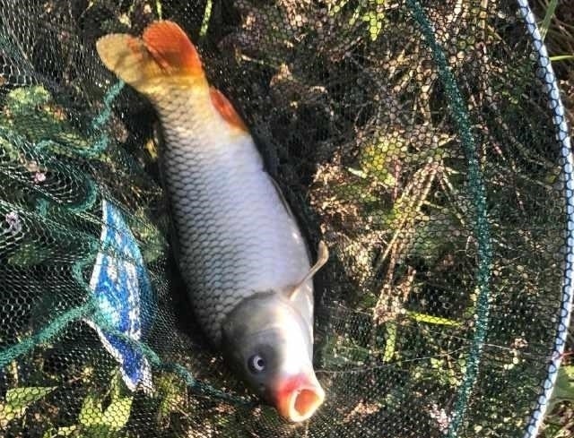 除害，村里小河湾，钓起四十多斤长江怪鱼，没人知道从何而来