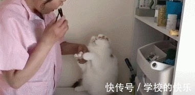 |大肥猫为了不剪指甲太搞笑,努力把自己缩成一只兔子,求主人放过