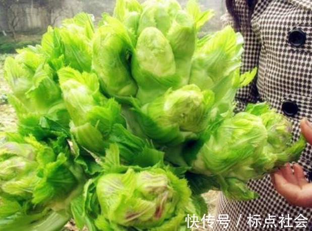 抱子芥|多給孩子吃此菜，排出身體垃圾毒素，視力越來越好，身高蹭蹭的長