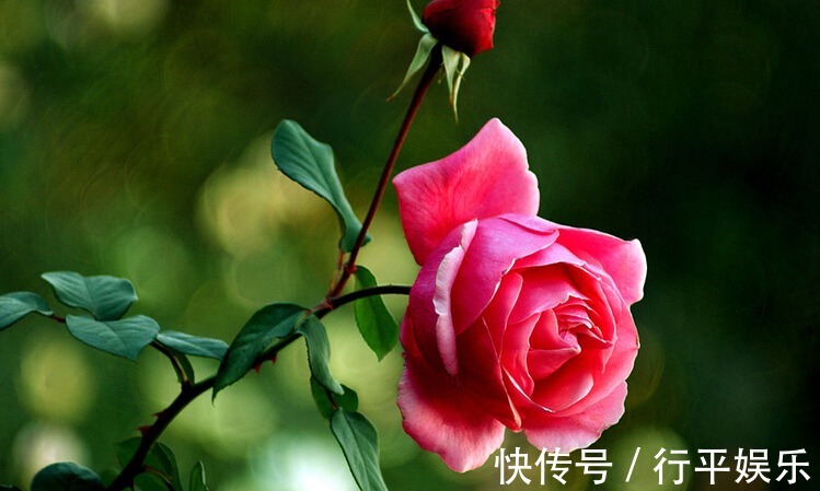 阳台养这1种花卉,一年四季都很勤劳地开花,和“玫瑰”一样美丽