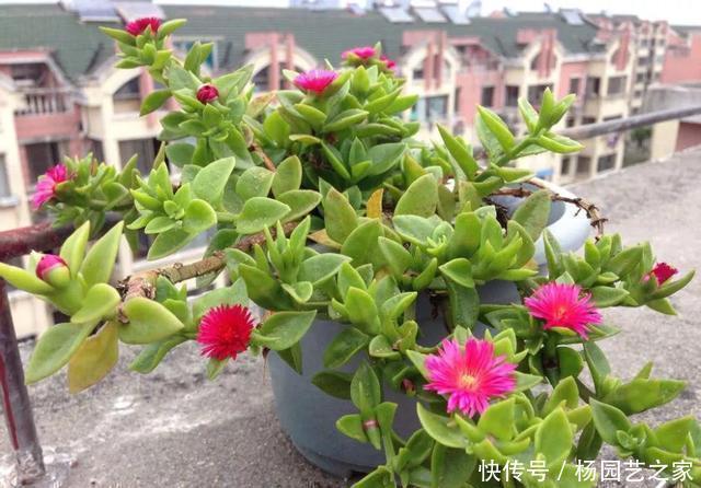 养这花不用太讲究,浇点水扔阳台,整个夏天都爆盆