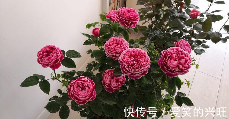 酢浆草|家里阳台必养此款花卉,耐寒易打理,美不胜收,一年四季都赏花