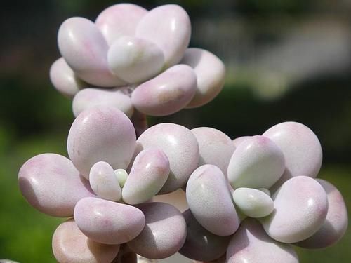 阳台养多肉施肥以简单有效为佳，啤酒兑水就不错，叶片肥厚状态好