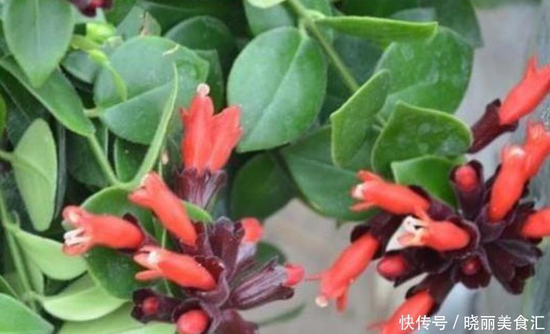 此花超漂亮,沾土就活,开花又大又艳,高端大气上档次