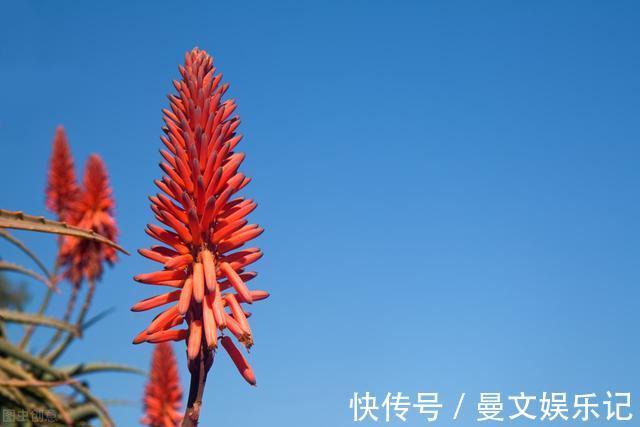 花友|如果你家芦荟长“小尾巴”，别剪掉，请珍惜，比较少见