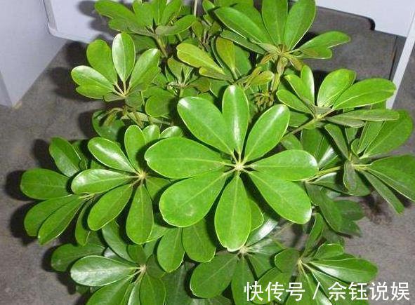 朱蕉朱蕉|家里吸烟的人太多不怕,室内盆栽上它,二手烟不再是健康克星