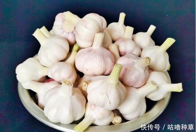 不再|学会这一小技巧,腌糖蒜不再难,不咸入味,色泽好看也耐存放