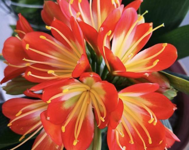 什么“养花肥”,都不如“它”,腐熟后浇君子兰、月季,开出花!