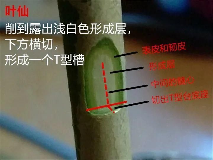 养护蟹爪兰，要注意8个要点，才能开出仙气飘飘花