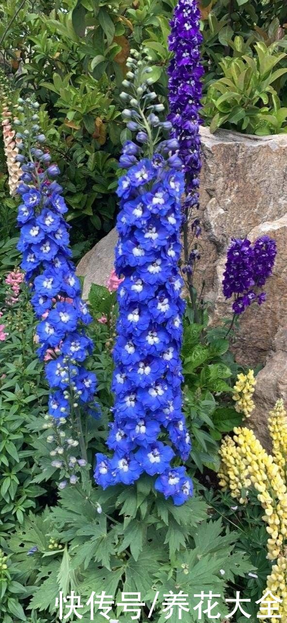 院子里撒一把种子，只需种一年，以后年年开花