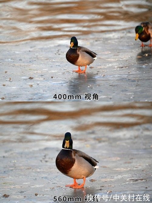 光圈|尼康Z400mm f/2.8上手体验：画质极佳的定焦长焦镜头