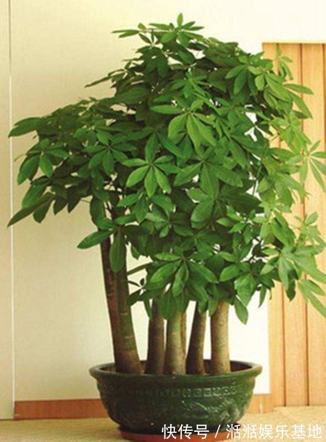 叶子|发财树最怕这几个点,平日养护要注意,不怕黄叶烂根养不活