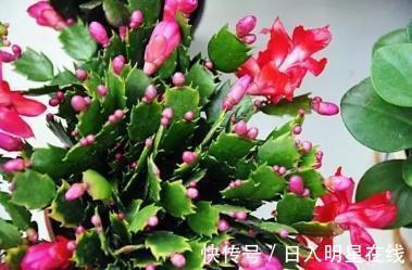 浇水|盆里扔个圆“球球”,蟹爪兰长疯了,开成一个大圆“球”!