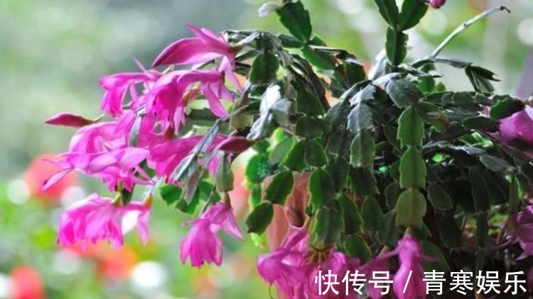 仙客来|4种花是花中劳模，一年四季开花不断，一盆千百朵，枝头花苞满