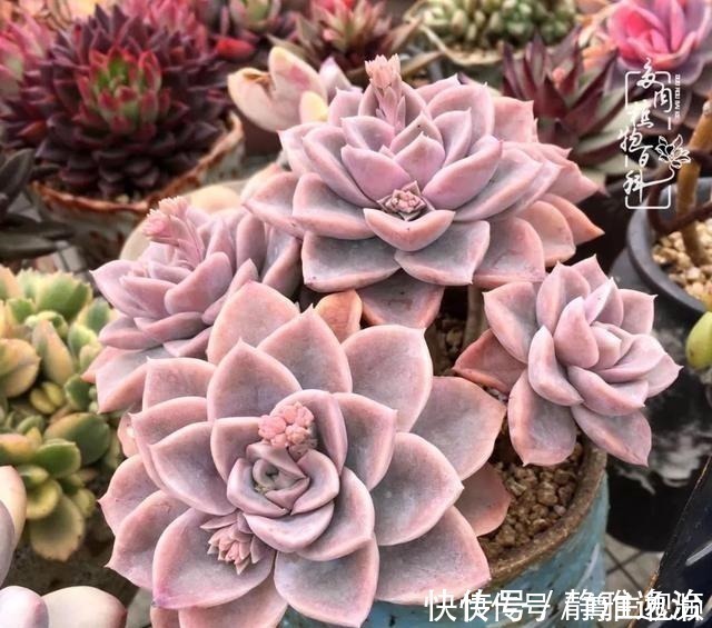 静夜|养多肉三年多，初见惊鸿！累并快乐着！养多肉三年多，初见惊鸿！累并快乐着！