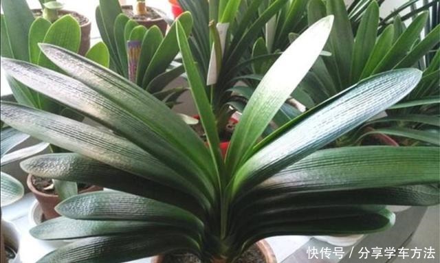 君子兰叶子长得好看,花盆里加2种“材料”,肥力充足!