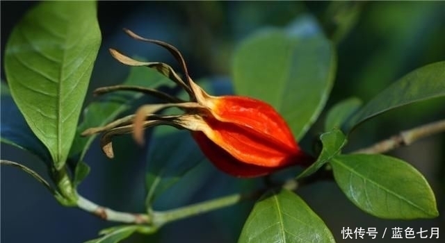 栀子泡茶的功效与作用,栀子茶还有这些禁忌要注意