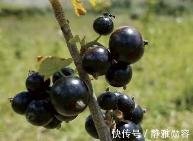 食物|人到中年想长寿,推荐吃三种食物,营养丰富,早吃早好