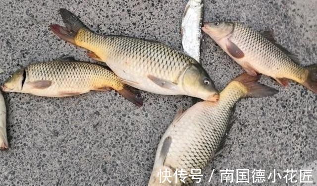 鲫鱼|向高龄钓友请教的“摇三摇”钓法，毫无保留的分享给大家