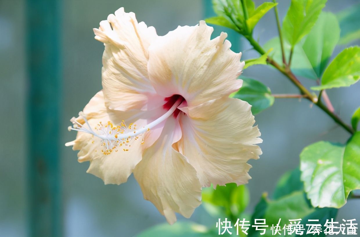 花店老板绝不外传的5个养花小技巧，简单实用，轻松成为养花高手