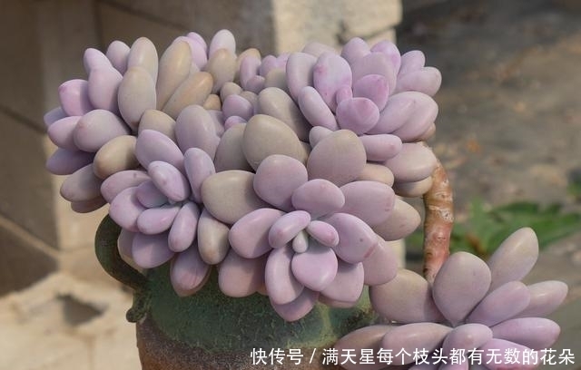 适合新手养护的4款经典多肉,便宜好养易上色,花友几乎都养过