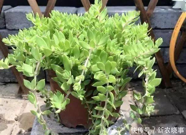 盆栽|农村常见的“1种野草”,看到别铲除,挖1棵回家,做盆栽很漂亮