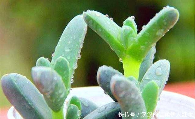 冬天|多肉鹿角海棠越冬技巧,牢记“3个不要”,叶子饱满,轻松爆盆