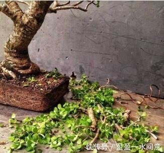 叶子绿|养“马齿苋树”,用点“它”,叶绿如玉,枝粗壮,1年就能成老桩!