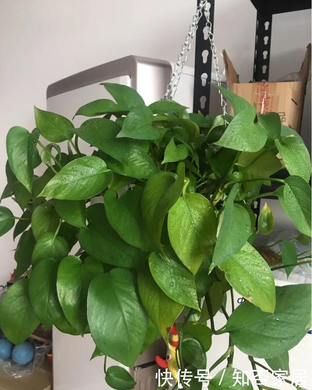 爆盆|养花技巧：折腾不死的25种花，咋养都爆盆，懒人最适合