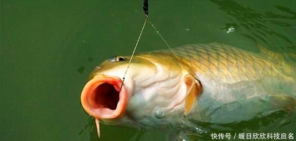 硬度|子线使用不当而导致跑鱼，真正的原因有这些，你知道吗？