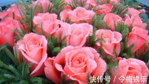 喜欢玫瑰就养这个品种,花开火红色,扦插就能活,阳台轻松变花海