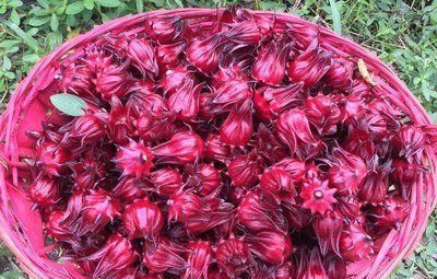 南瓜藤|好食物吃出好身体,3种食物不错过,补充营养,有益健康!