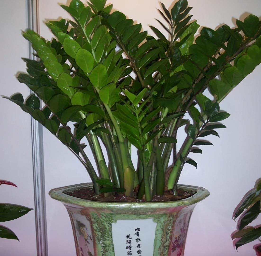 竹报平安|家中养一盆，有“灵气”的植物，油绿旺盛，招财旺家，平安，康健