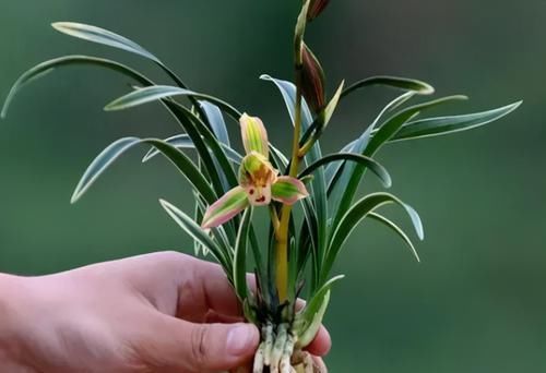  迷人|此兰花色迷人，花香浓郁，叶带金边线艺，欣赏价值极高