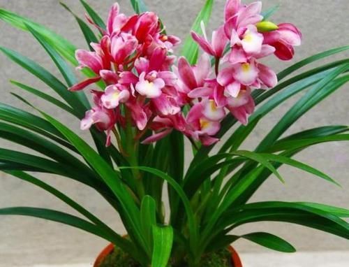 简单|这些花卉美过玫瑰,一年四季花开不停,好养如绿萝,简单易成活