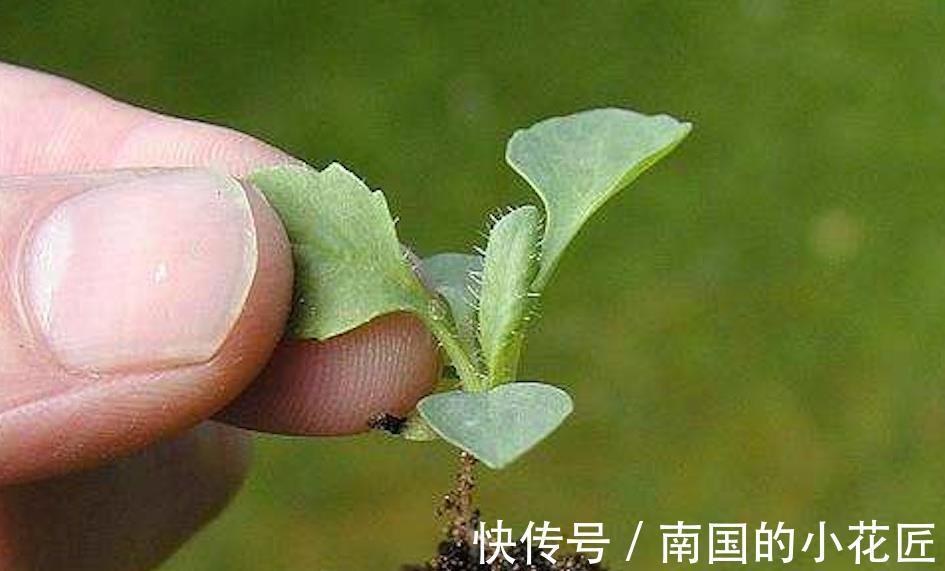 磷酸二氢钾|养花先养土,土质不行全白搭,施多少肥也不吸收