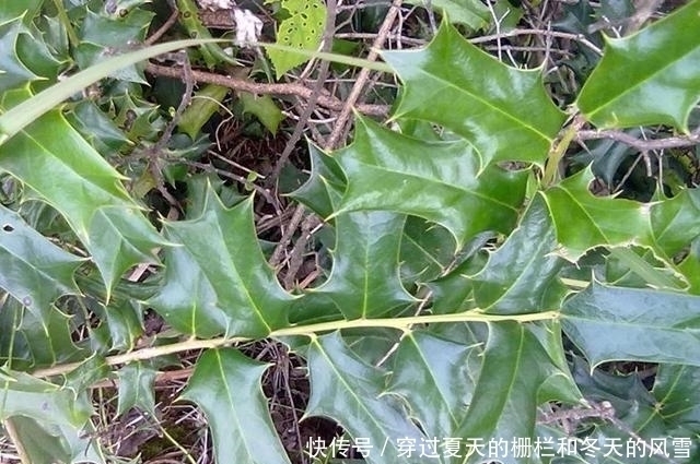 鸟见此树不停留,人见此树就绕开,但价值很高,俗称“鸟不宿”