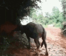 |搞笑GIF趣图:我就是试试看能不能跑出去而已