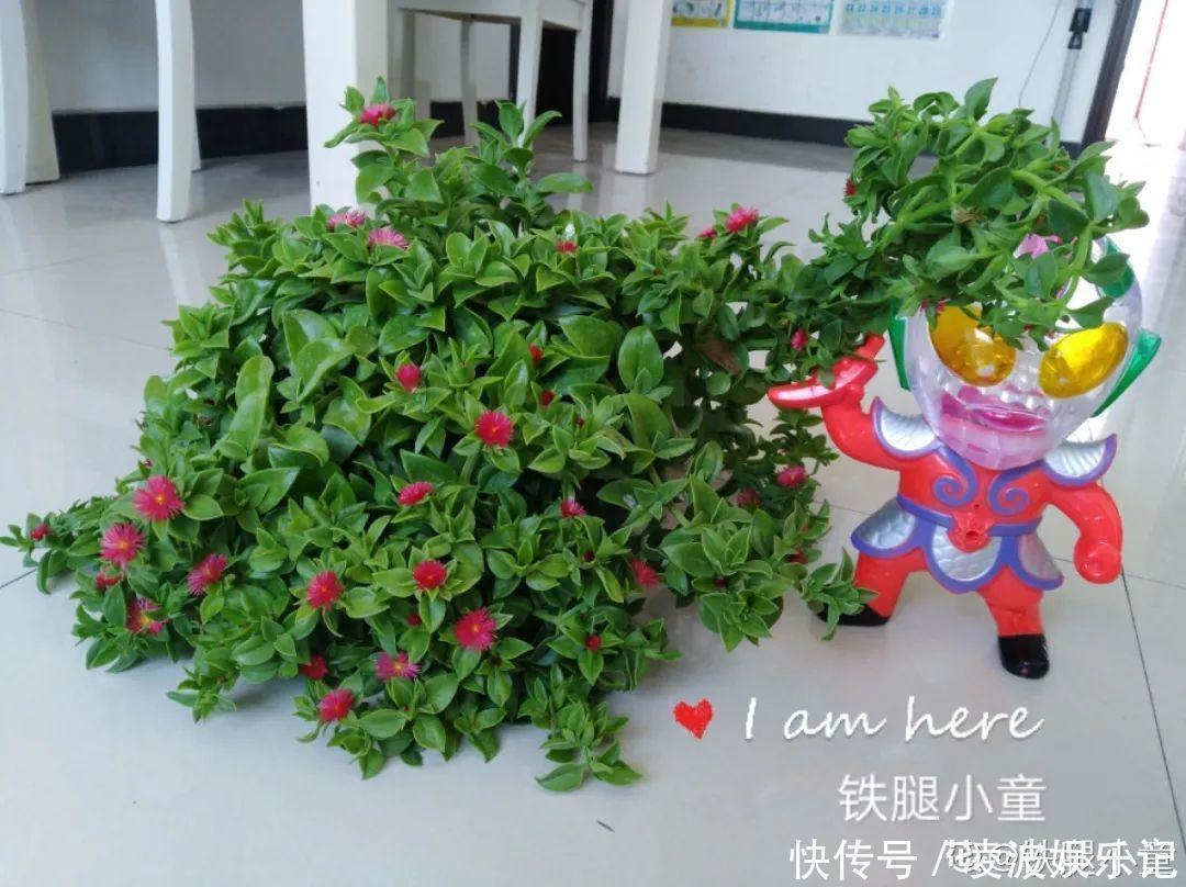 牡丹吊兰|懒人适合养什么花，浇水少，不挑土，它比人还懒！