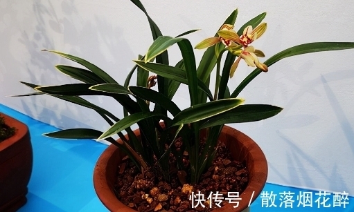 10大兰花品种,你见过几个