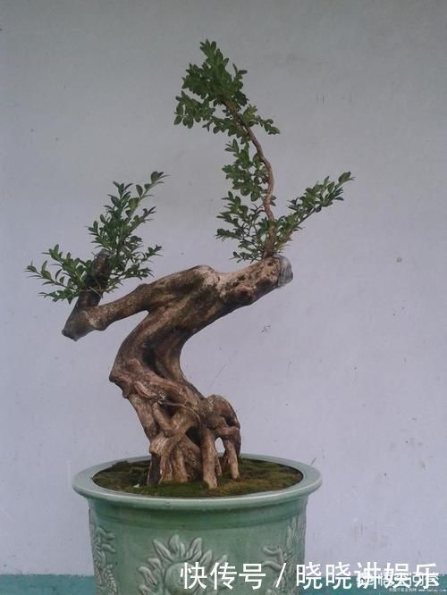 大树|几年前别人送的盆景,让父母养成大树了,现在想把它养回盆景,可以吗?该怎么做呢?