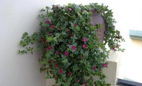 花都是浇死的1分钟学会如何判断盆土是否需要浇水了