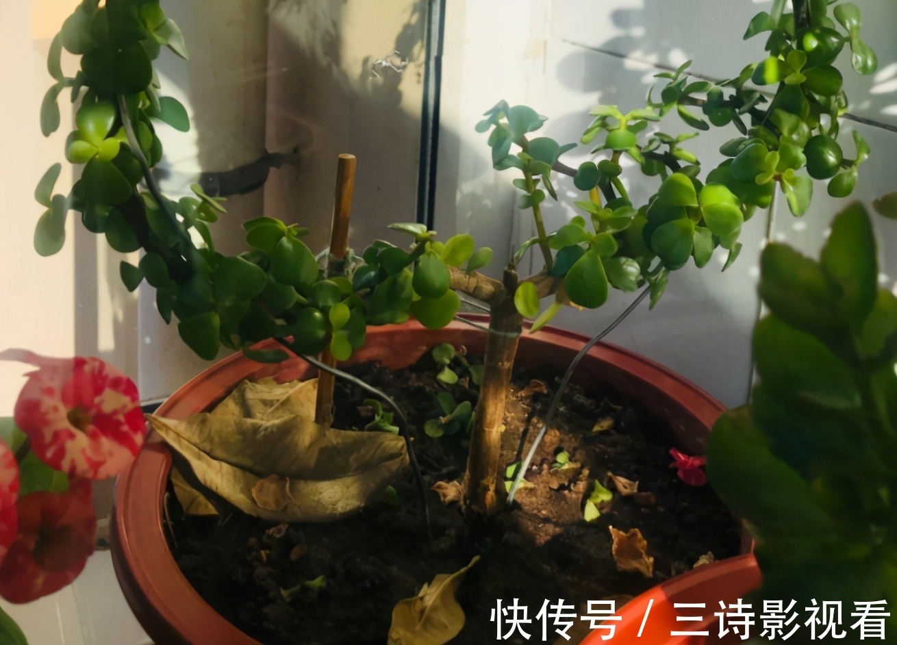 养花|巧用筷子养花，知道该用在什么地方吗？此3处有迹可循