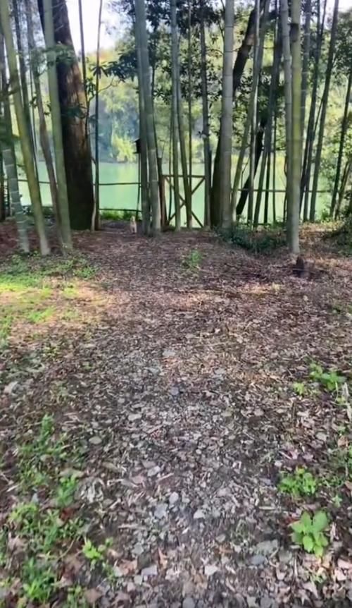 打扫|失去了节目滤镜,蘑菇屋变成另一种状态,满地落叶屋里堆满杂物