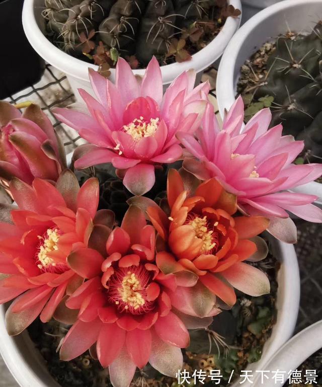 适合懒人养的“6种花”,不只是好养,还寓意好,利于健康