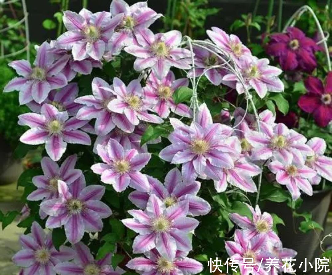 3种花要休眠，抓紧补上一次“冬肥”，春天新芽长得旺