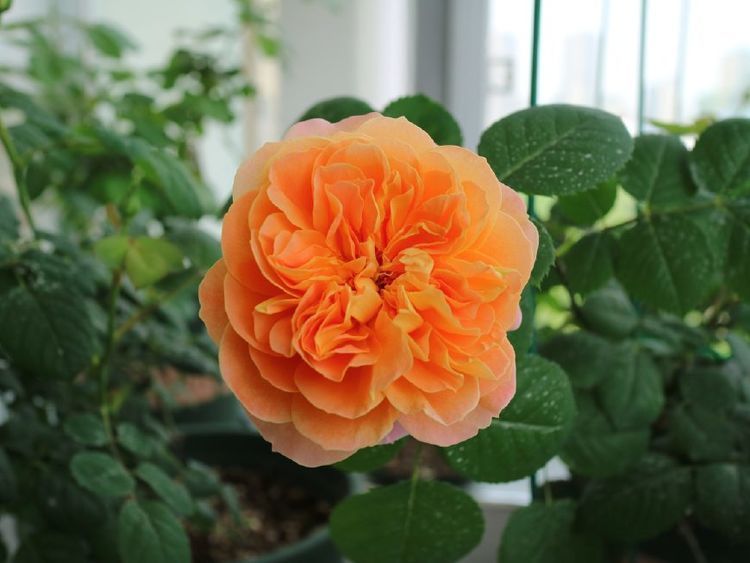 最漂亮的观花植物，气质不输牡丹花，花期达半年，是阳台盆栽佳品